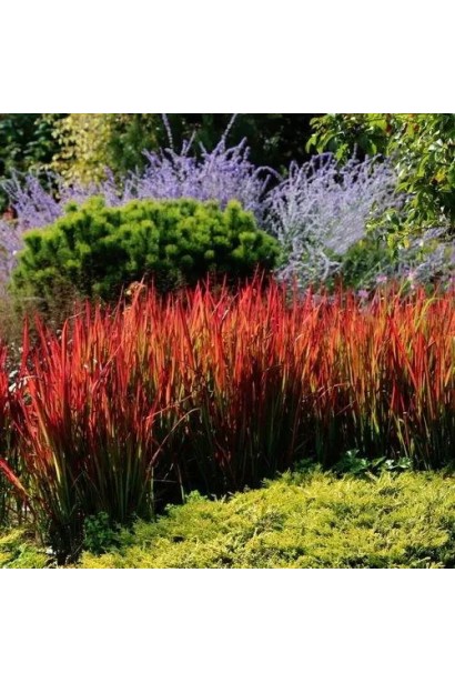 Імперата тростяноподібна Ред Барон